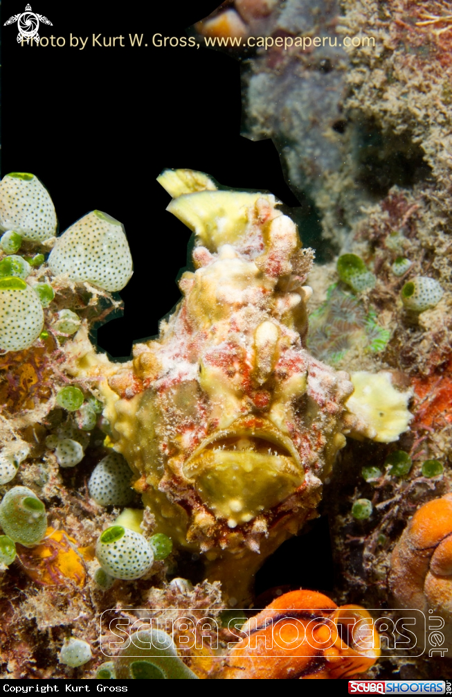 A Clown Frogfish