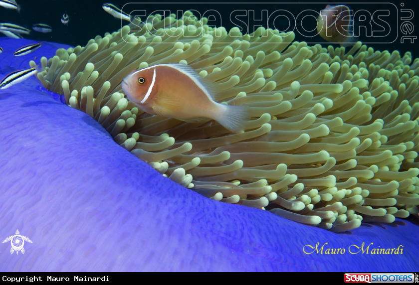 A Clownfish, anemone and company