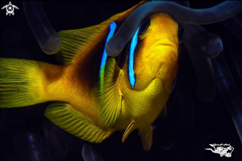 A Amphiprion bicinctus | Clown Fish  Pez Payaso