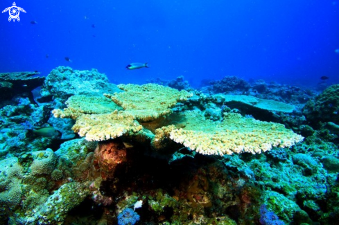 A Plate Coral 