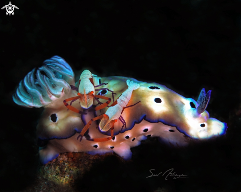 A emperor shrimps on nucibranch