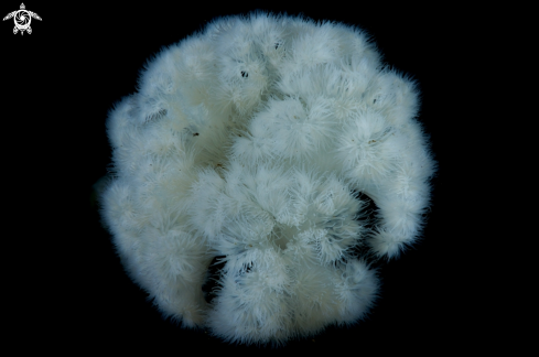 A Metridium farcimen | Giant Plumose Anemone