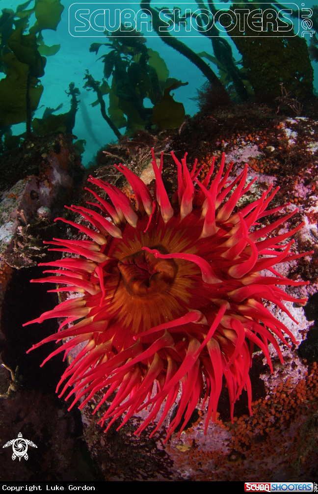 A Fish-Eating Anemone