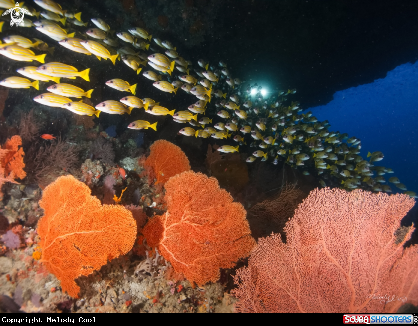 A yellow strip fish & sea fan coral 