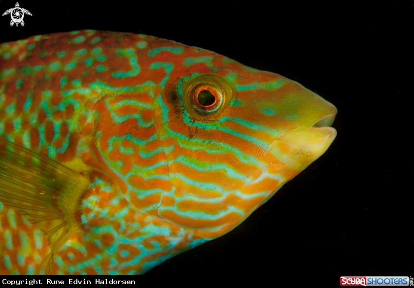 A Corkwing wrasse