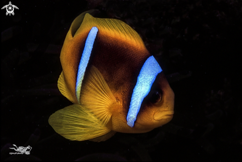 A Amphiprion bicinctus | Clown fish   Pez payaso