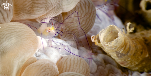 A Bubble Coral Shrimp | 