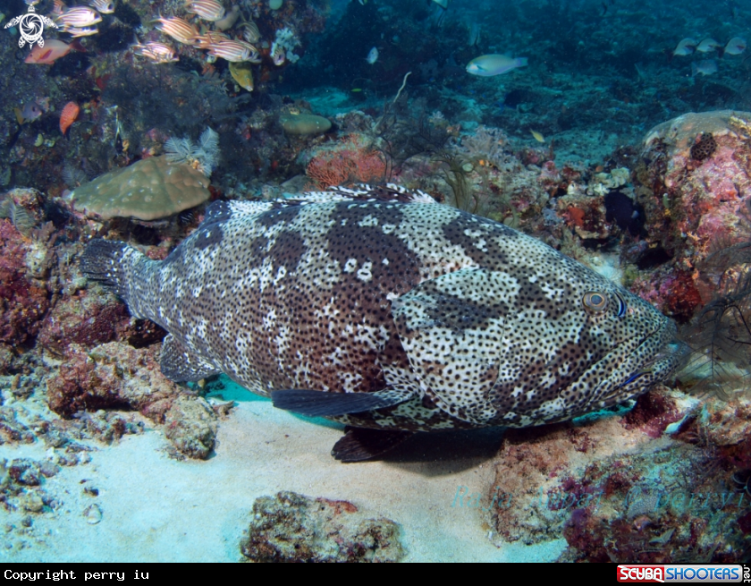A  Giant Grouper
