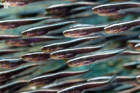 A Plotosus lineatus | Eeltail Catfish