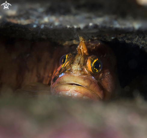 A Chirolophis ascanii | Yarell's blenny