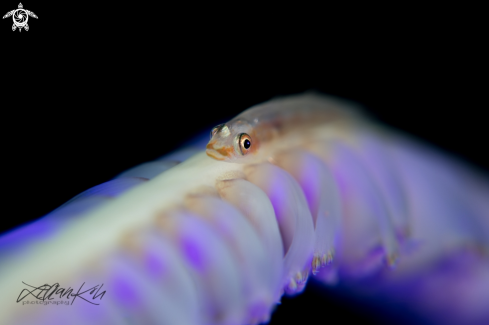 A Goby on sea pen