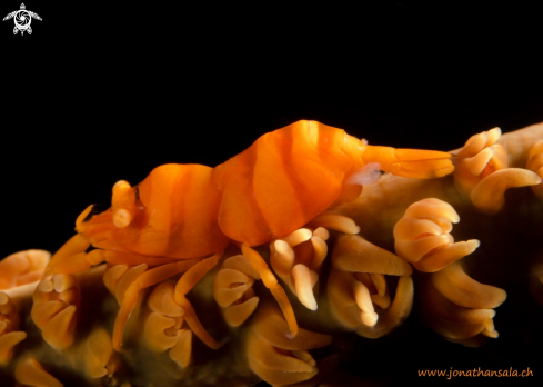 A Pontonides uncigar | Whip Coral Shrimp
