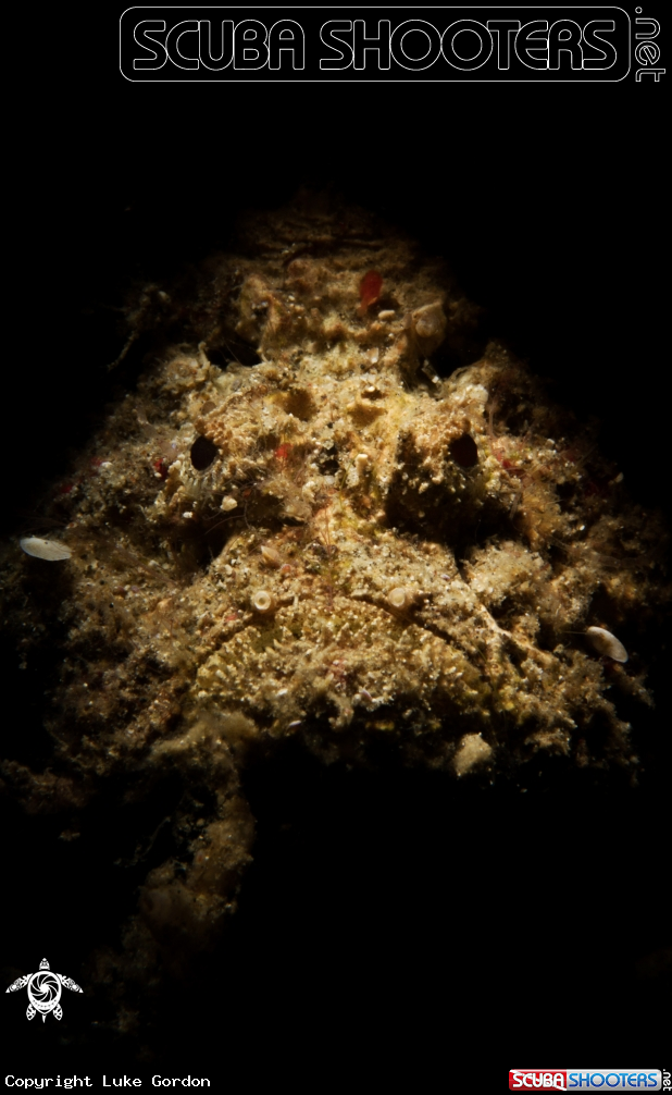A Reef Stonefish