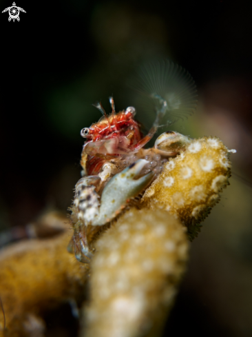 A Porcellanidae sp | Porcelain Crab