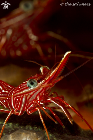 A Hingebeak shrimp