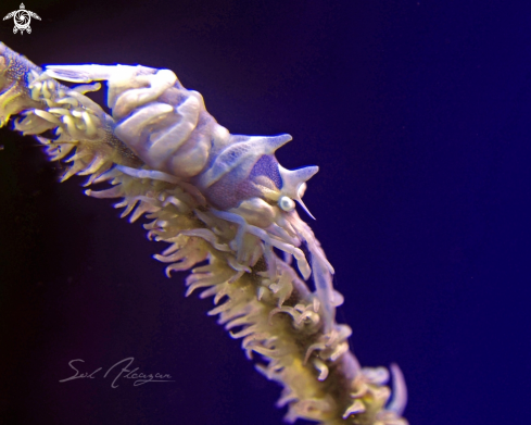 A Zanzibar  whip coral shrimp 