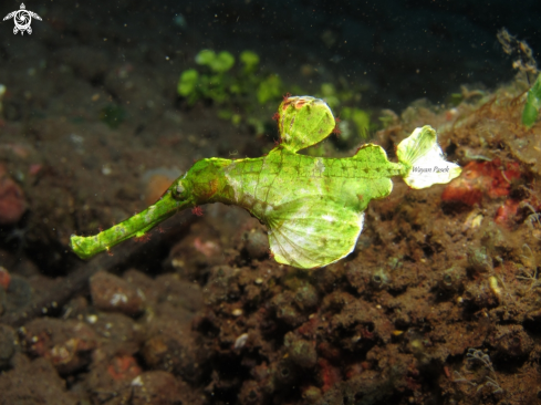 A Solenostomus halimeda | Halimeda ghost pipefish