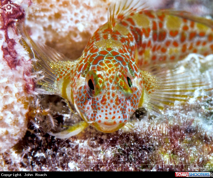 A Tessellated Blenny