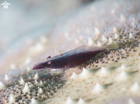 A Periclimenes soror | Starfish Shrimp
