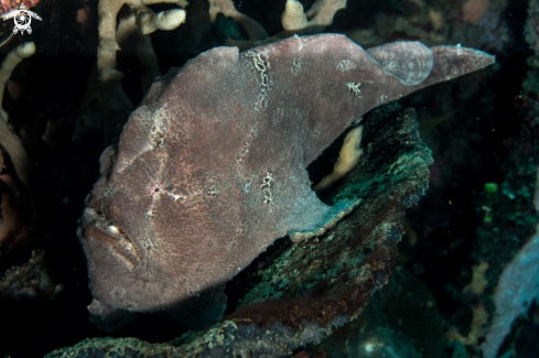 A Antennarius comerson | Giant frogfish