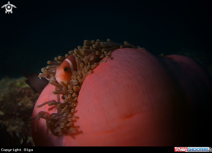 A Maldivian Clownfish