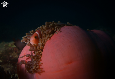 A Maldivian Clownfish