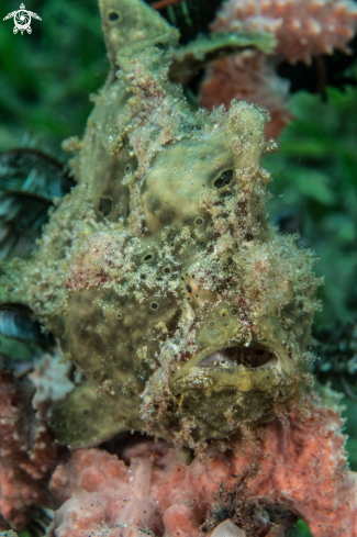 A Antennarius rictus | Painted frogfish