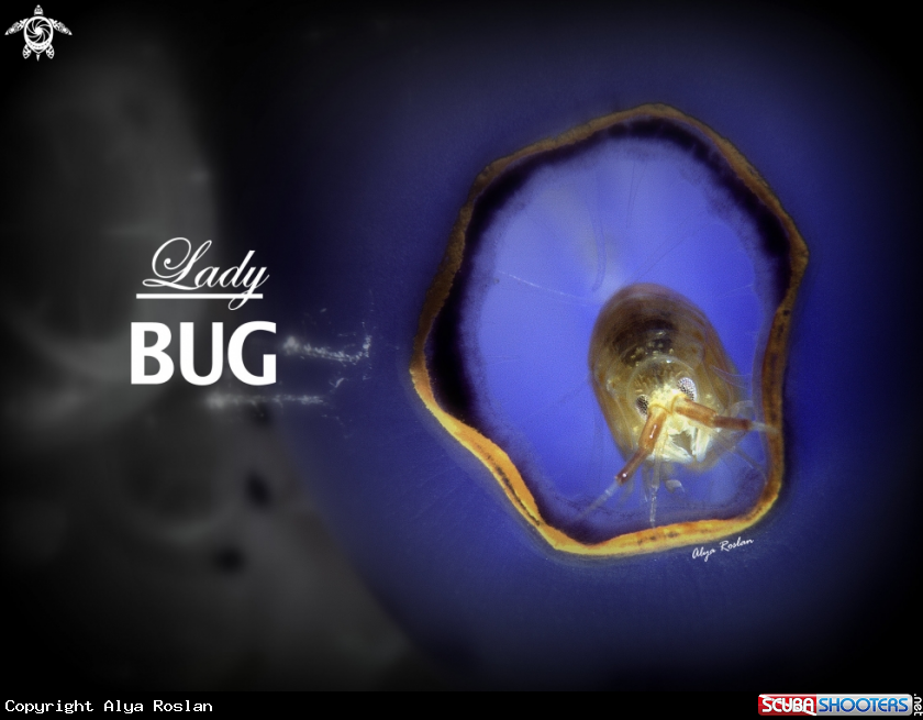 A Lady Bug