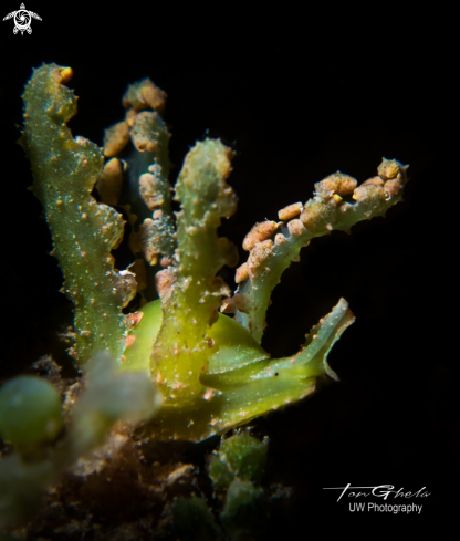A Lobiger viridis | Sea Slug