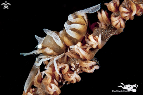 A Pontonides uncigar | Whip Coral Shrrimp