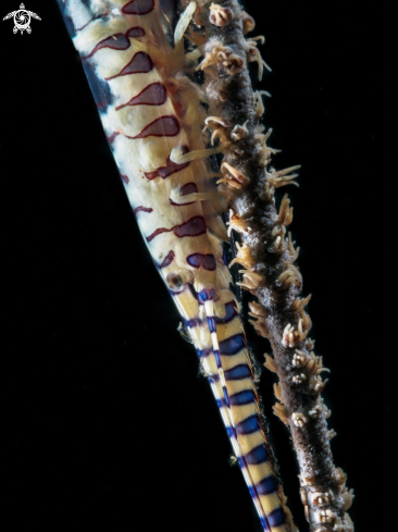 A Tozeuma armatum | Sawblade Shrimp