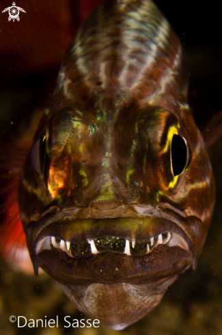 A Cheilodipterus macrodon | Tiger Cardinal fish