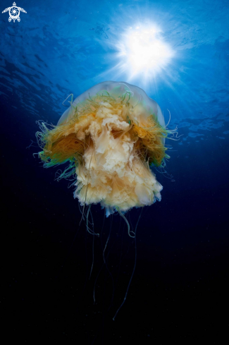 A Lions Mane Jellyfish