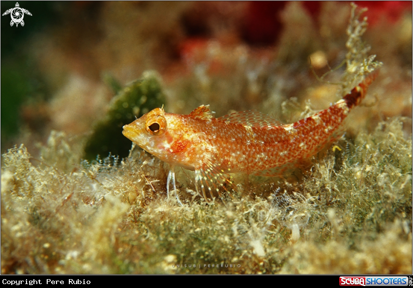 A Female of yellow black-faced blenny 