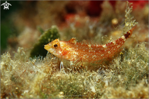 A Female of yellow black-faced blenny 
