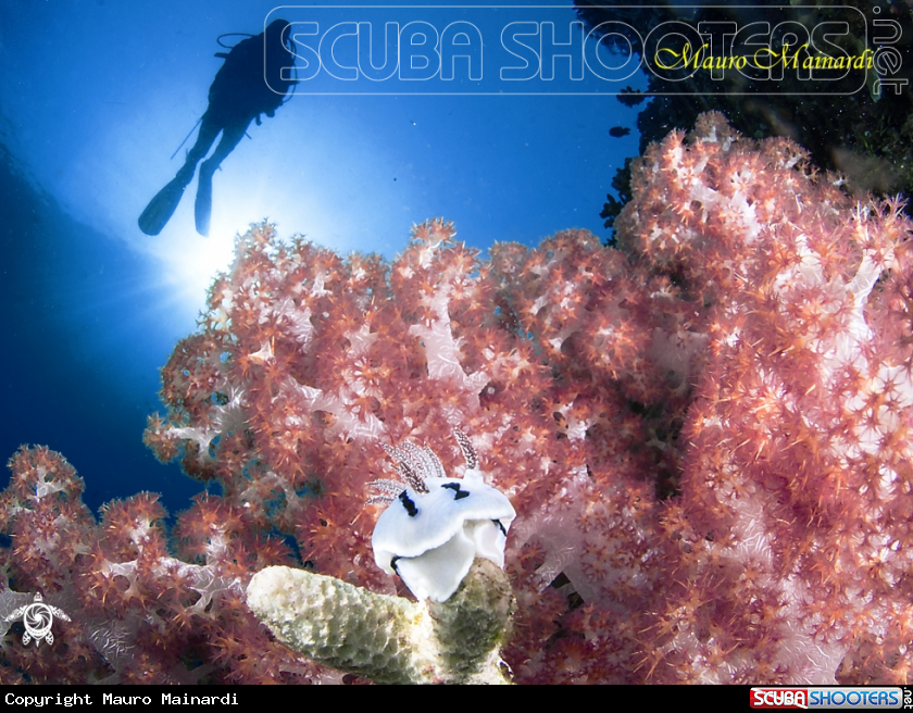 A Soft corals and diver
