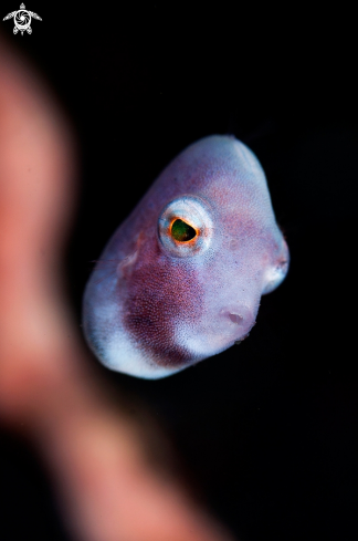A Filefish Juvenile