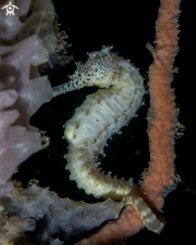 A Hippocampus histrix | Thorny seahorse