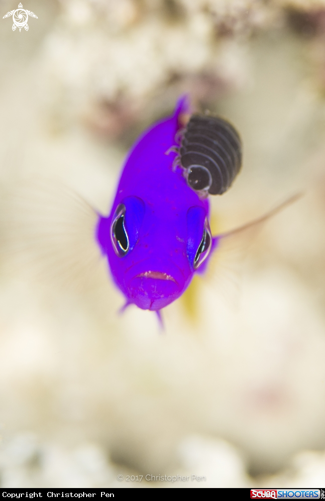 A Royal Dottyback and a Parasitic Isopod