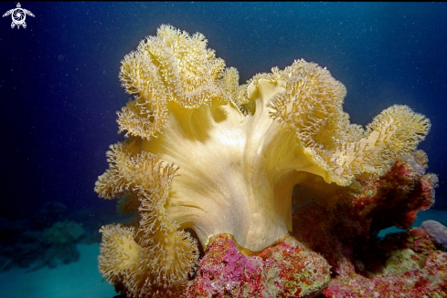 A  Sarcophyton sp. |  Leather Coral