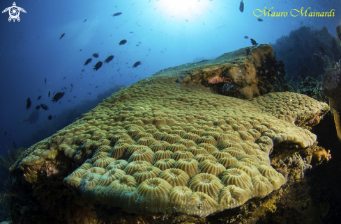 A Reef panorama