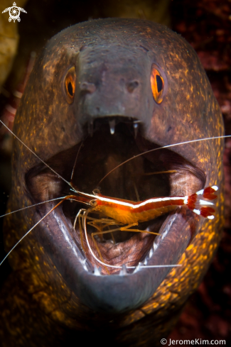 A Moray Eel with cleaner shrimp