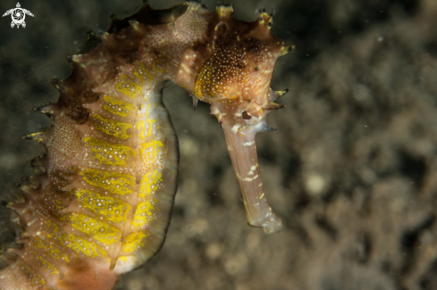 A Hipocampus histrix | Thorny seahorse