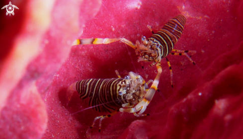 A Gnathophyllum americanum | Bumble Bee Shrimps
