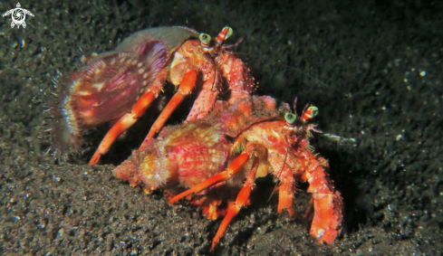 A Dardanus calidus | Hermit Crabs
