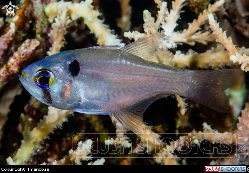 A Blackspot Cardinalfish