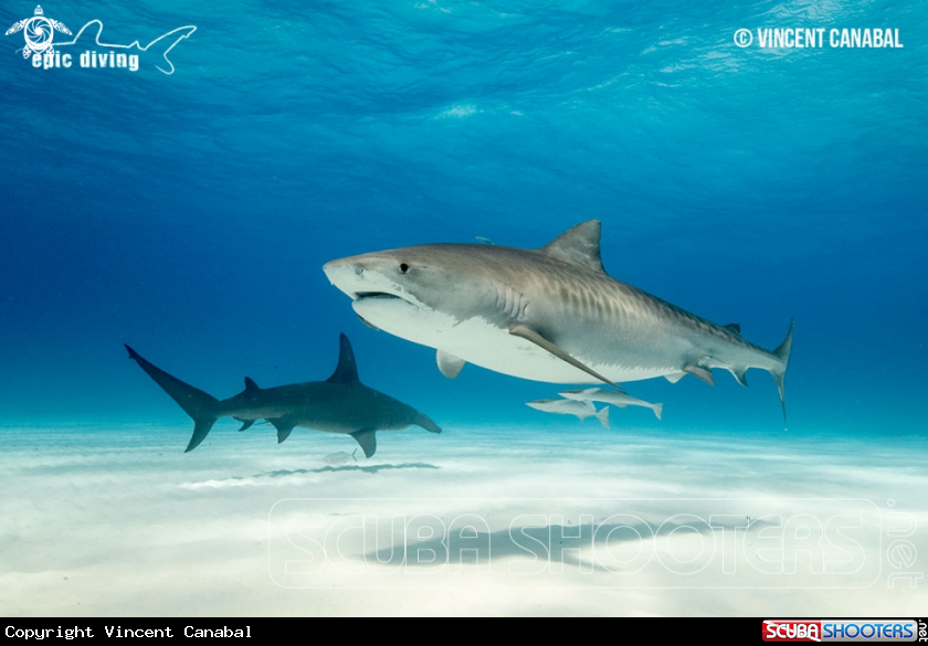 A Tiger Shark and Great Hammerhead Shark