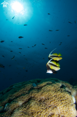 A Butterfly Fish and Soft Coral
