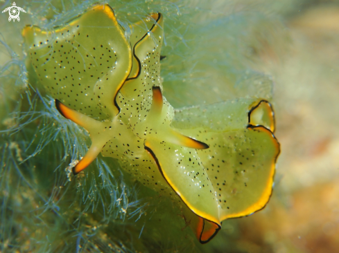 A Elysia ornata | Ornate Sapsucking Slugs