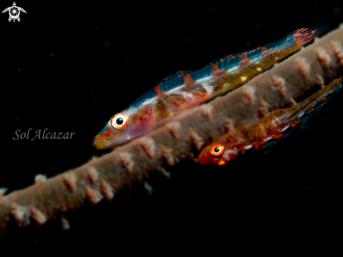 A gobbies on whip coral